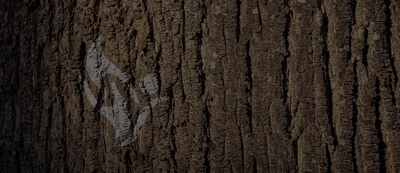 Viziunea grădiniței